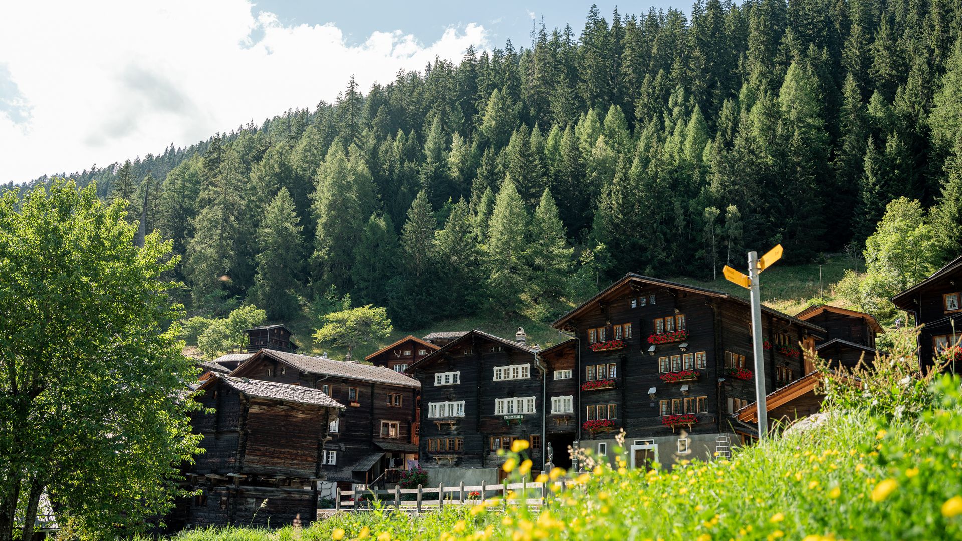 Niederwald im Sommer